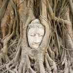 Wat Mahathat In einen Baum eingewachsener Buddhakopf (im Tempel Wat Mahathat)