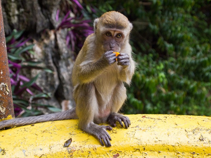 Wilder Affe bei den Batu Caves, Kuala Lumpur