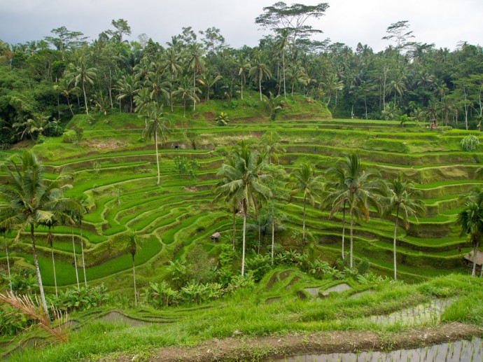 Reisterrassen auf Bali