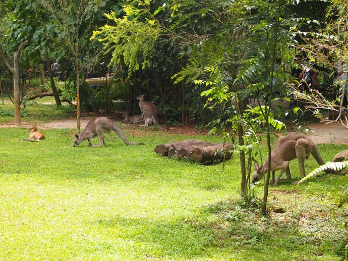 Kangaroos