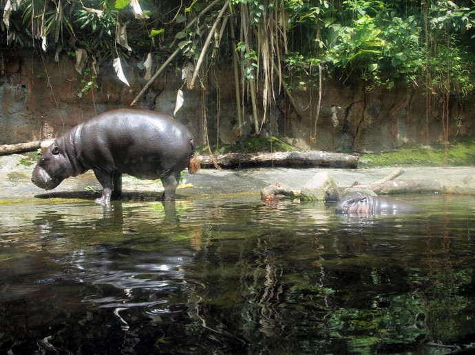 Mama und Baby Hippo