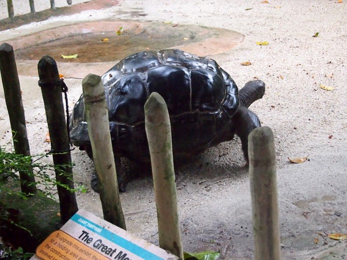 Riesenschildkröte