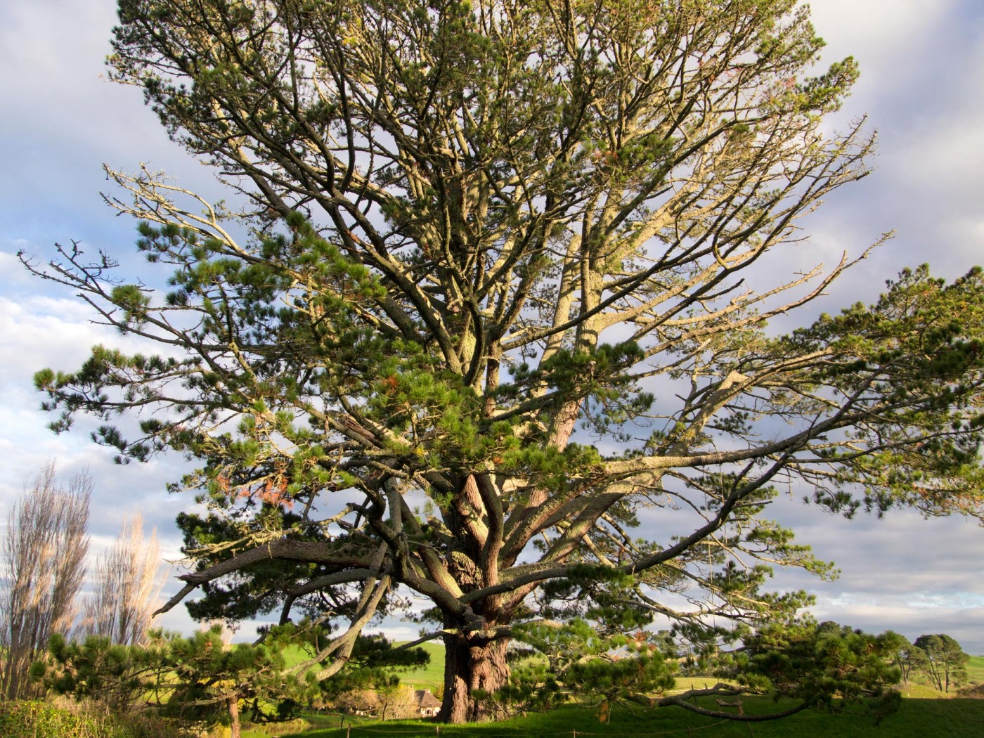 Der Festbaum der Hobbits, Hobbiton Movie Set Tours, Matamata, Herr der Ringe, der Hobbit, Neuseeland