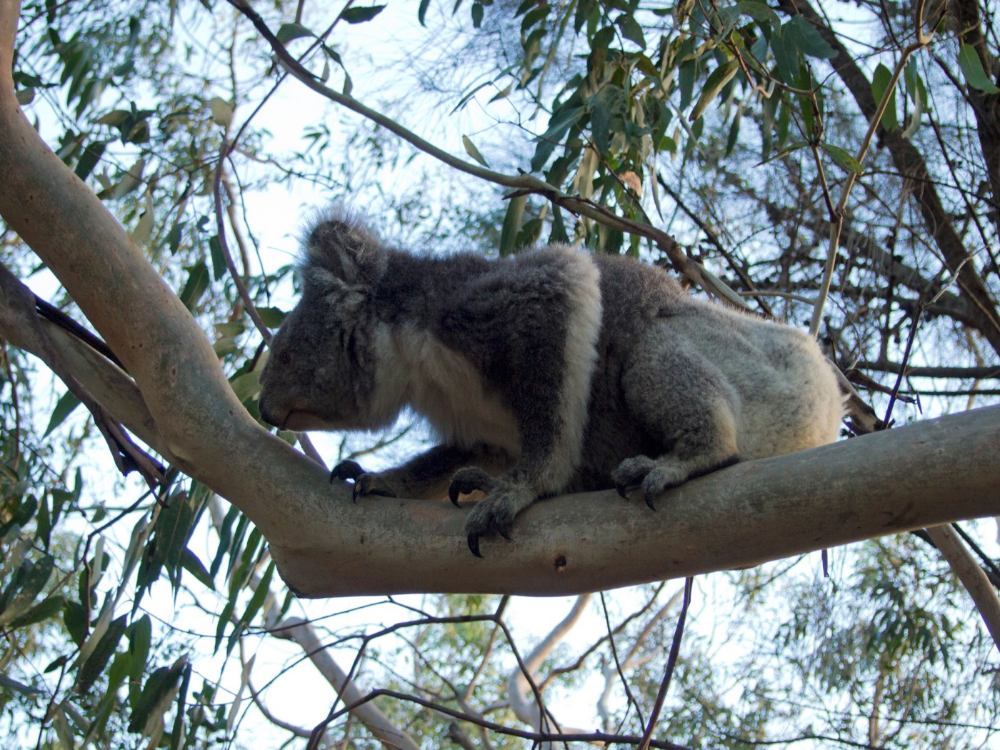 Koala am Kennett River, Great Ocean Road, Australien