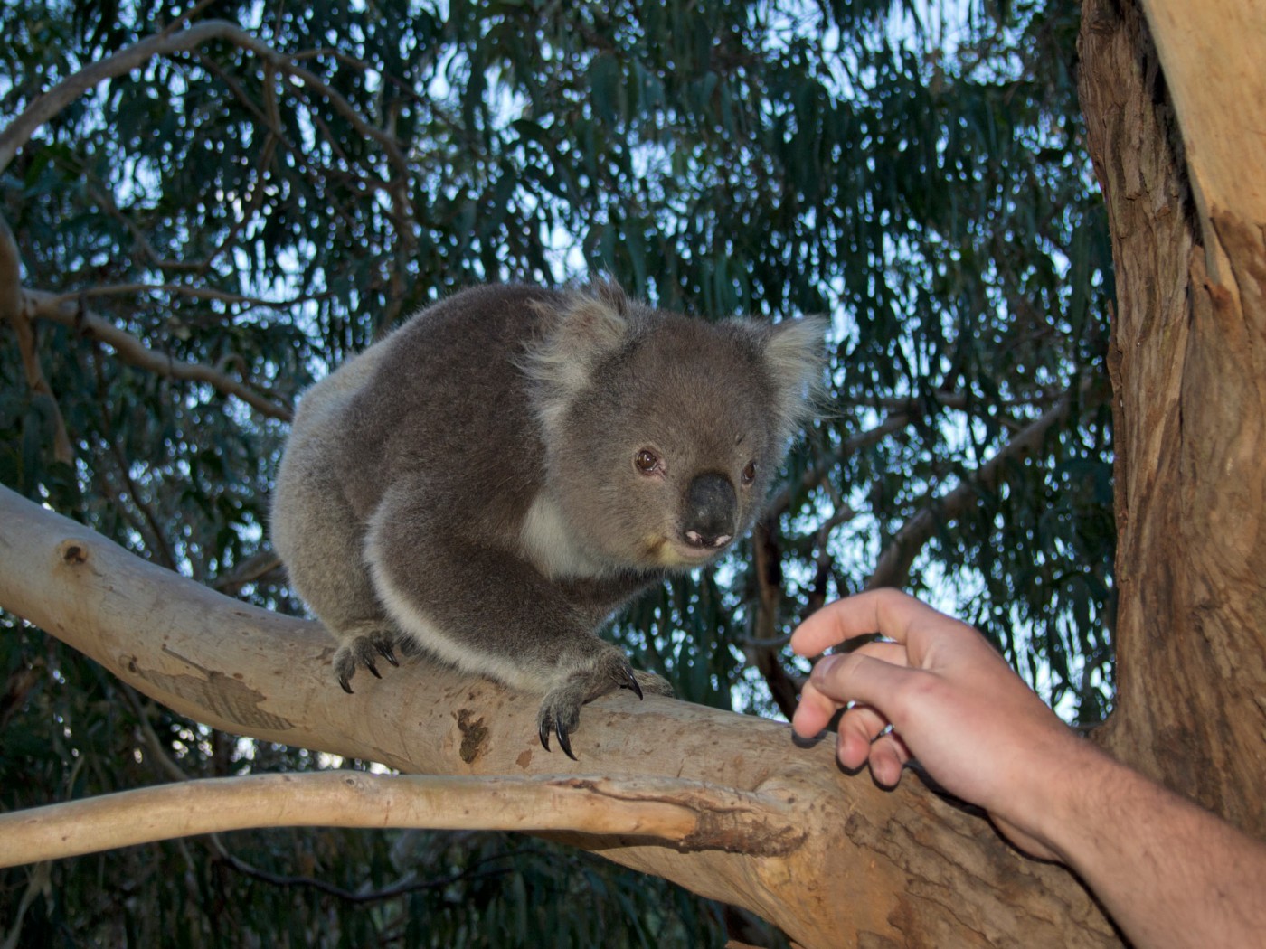 Koala at Kennett River, Great Ocean Road, Australia