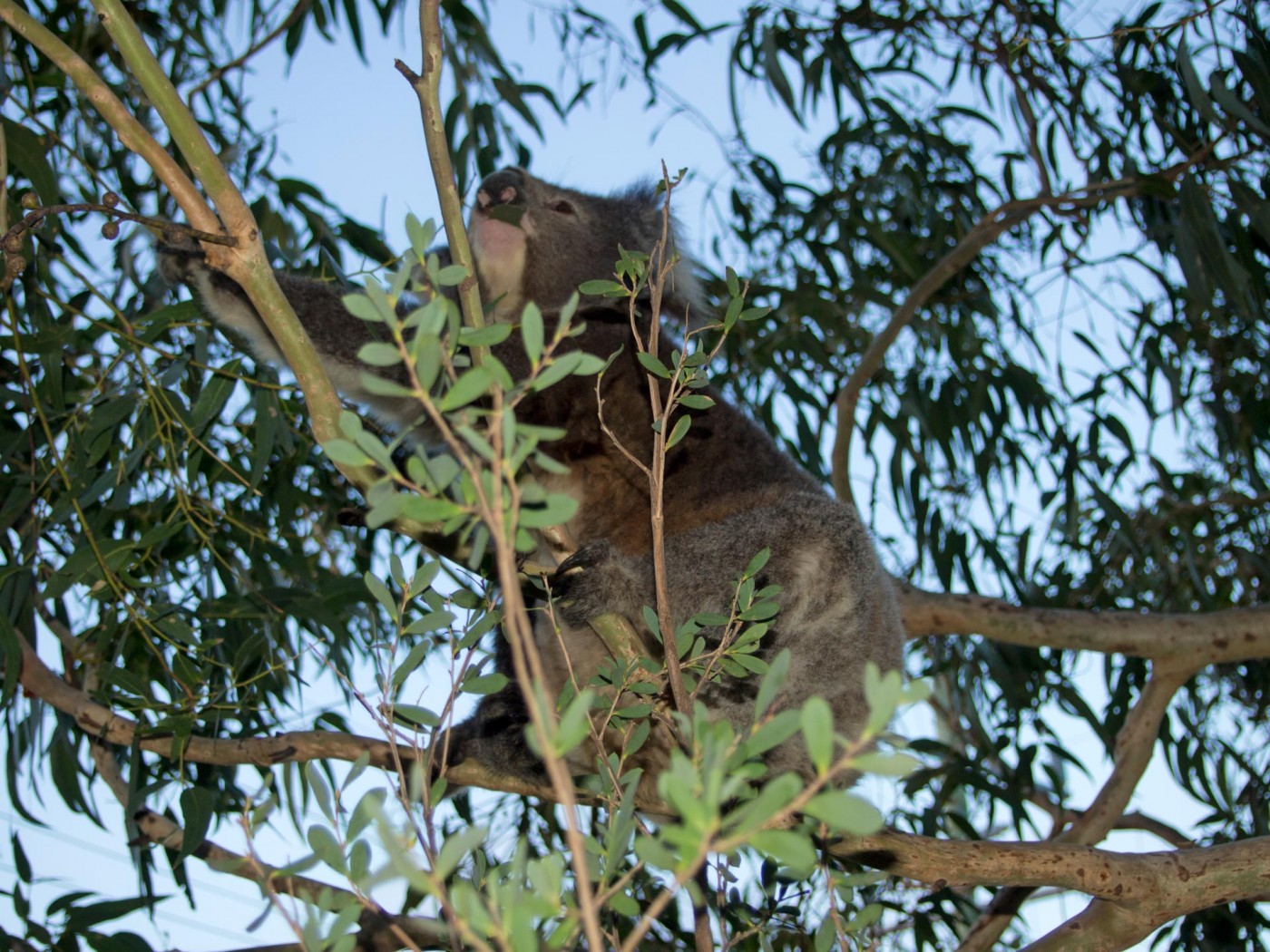 Koala am Kennett River, Great Ocean Road, Australien