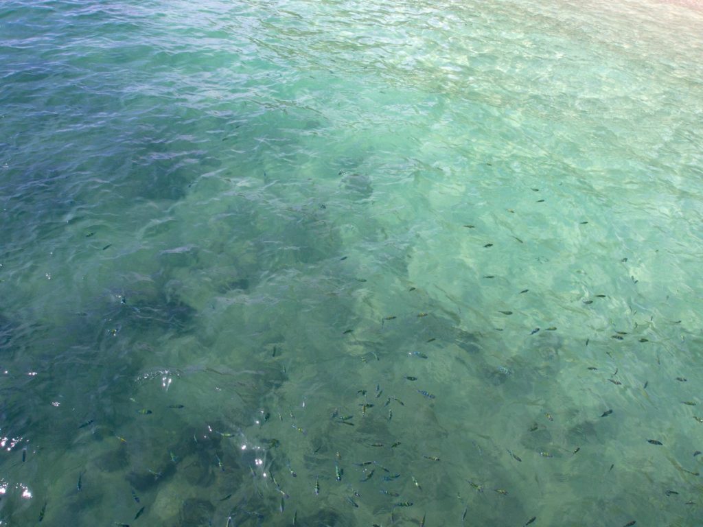 Little fish in the water near Pulau Beras Basah, Langkawi