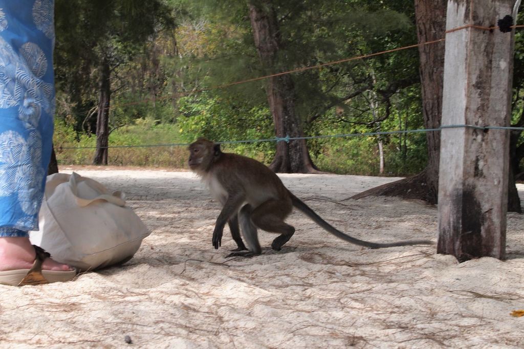 Monkey at a beach on Pulau Beras Basah, Langkawi