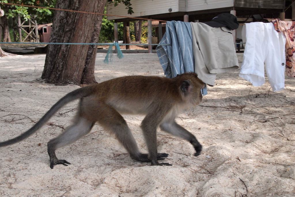 Affe am Strand von Pulau Beras Basah, Langkawi