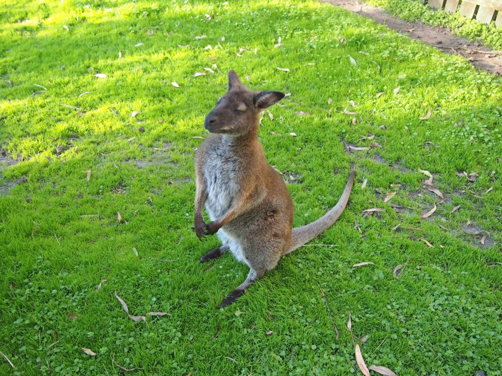 An Australian miniature kangaroo, also known as a wallaby