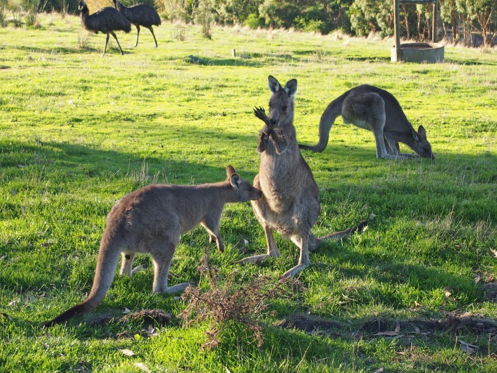 Kangaroos in an Australian wildlife park