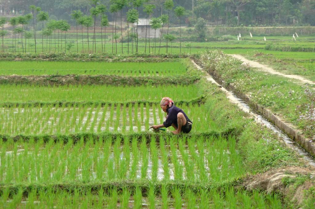 Weiße Thái auf dem Reisfeld in Vietnam