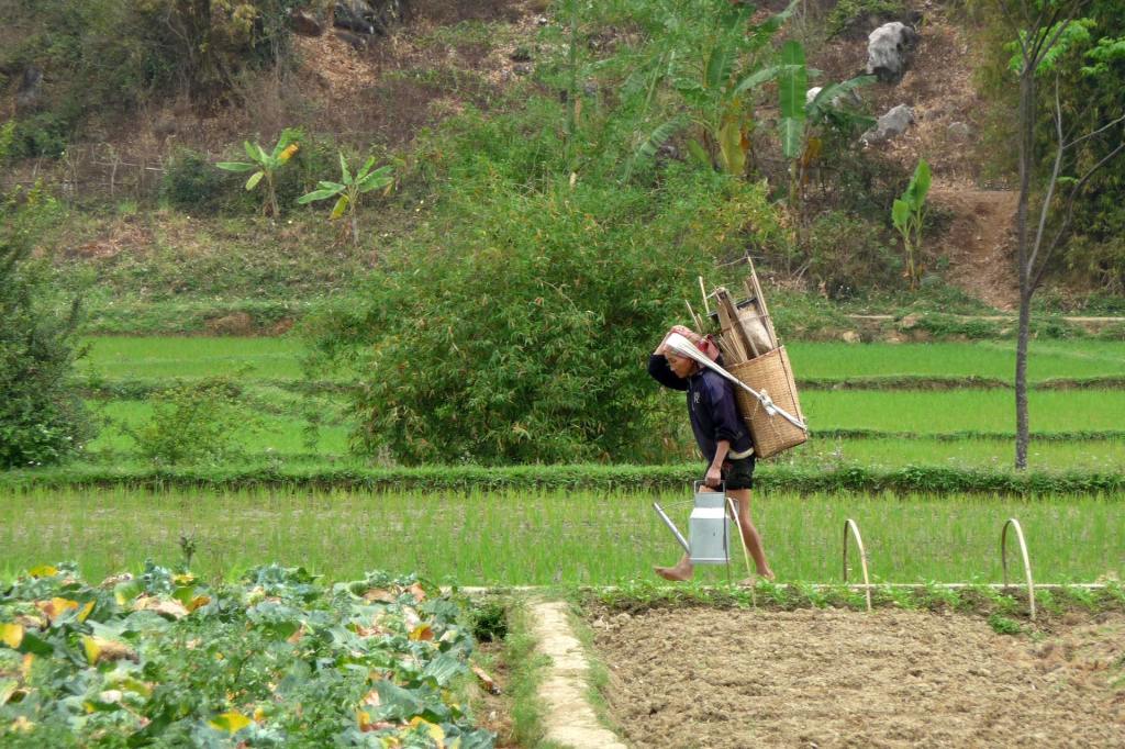 Eine Weiße Thái auf dem Reisfeld in Vietnam