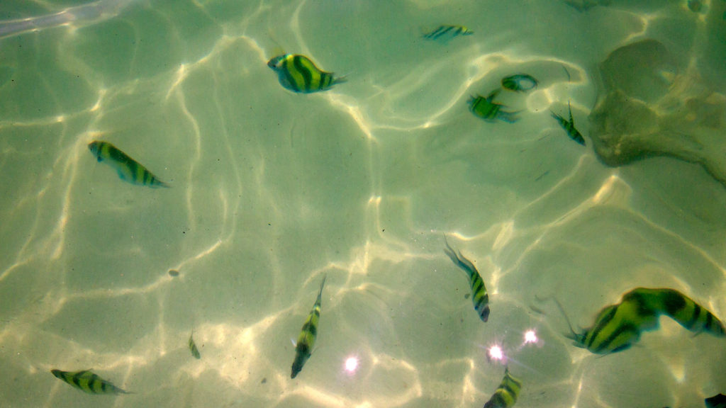 Bunte Fische im Wasser vor Koh Poda