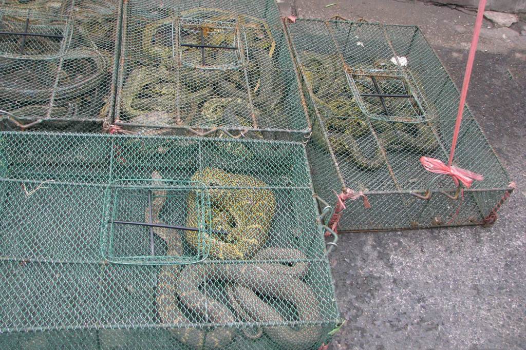 Lebende Schlangen auf dem Pflanzen- und Tiermarkt in Shanghai, China