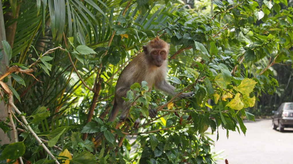 Monkey at the Orchid Garden in Kuala Lumpur