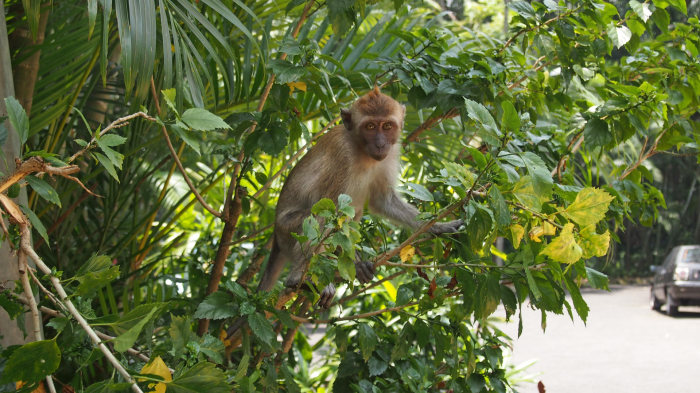 Monkey at the Orchid Garden, Kuala Lumpur