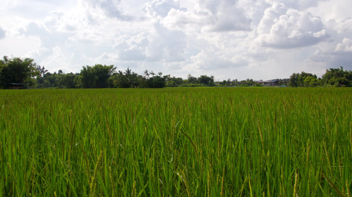 Reisfeld mit Aussicht auf Baan Sawang, Isaan, Thailand