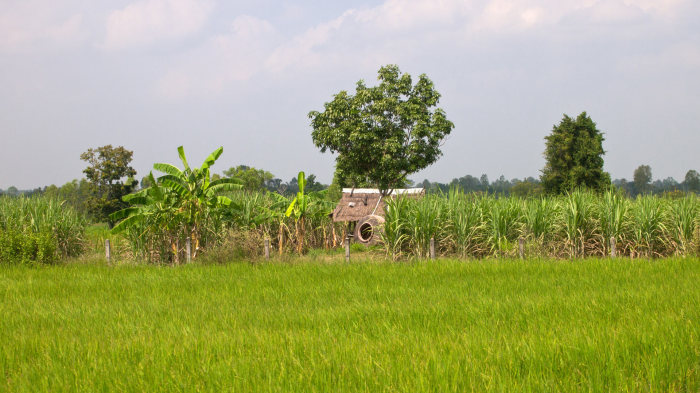 Eines der vielen Reisfelder im Isaan