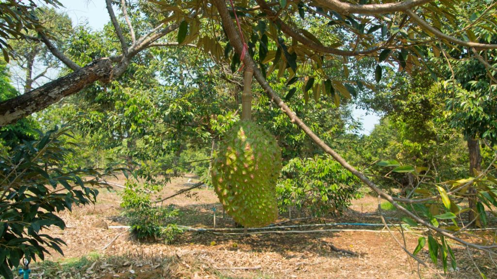 Durian-Frucht am Baum auf Koh Chang