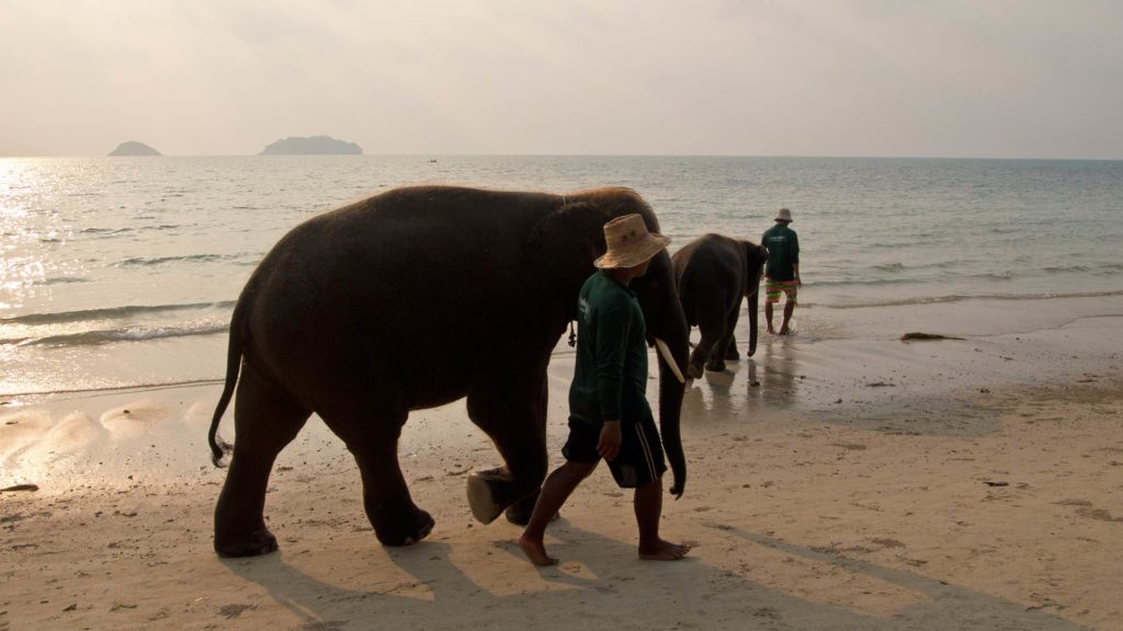 Elefanten am Kai Bae Strand, Koh Chang