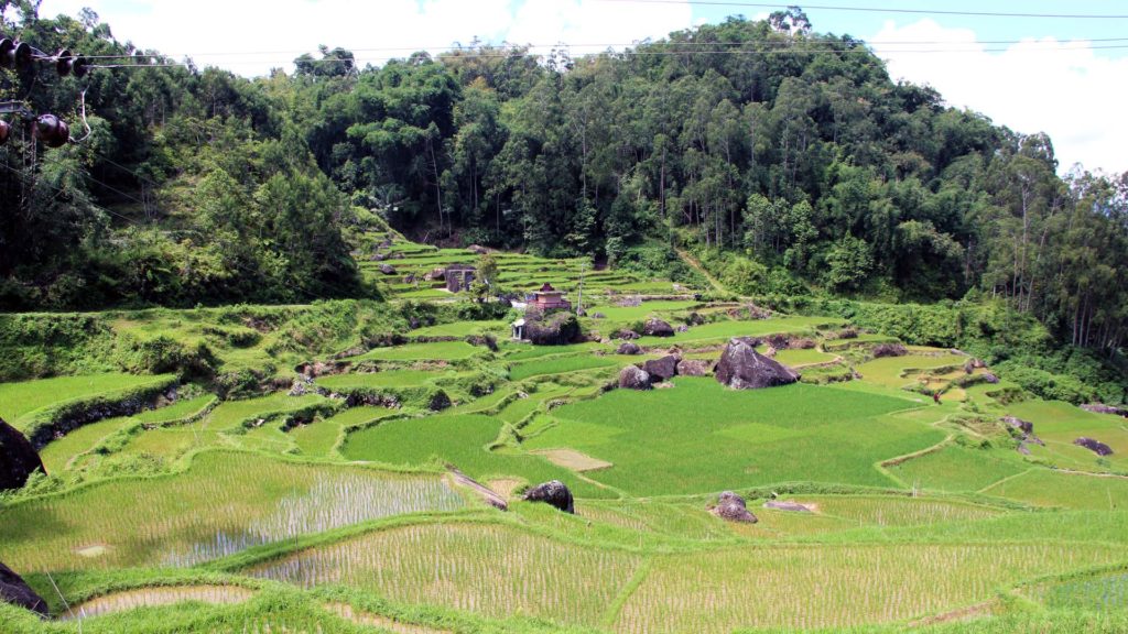 Rice fields at Tana Toraja, Sulawesi
