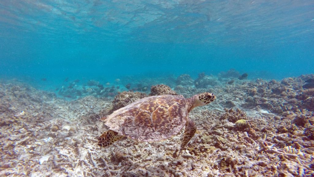 Wasserschildkröte vor Gili Meno, Indonesien