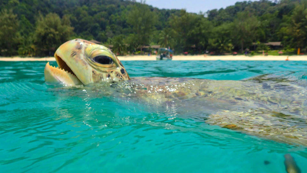 Turtle in Turtle Bay in front of Perhentian Besar