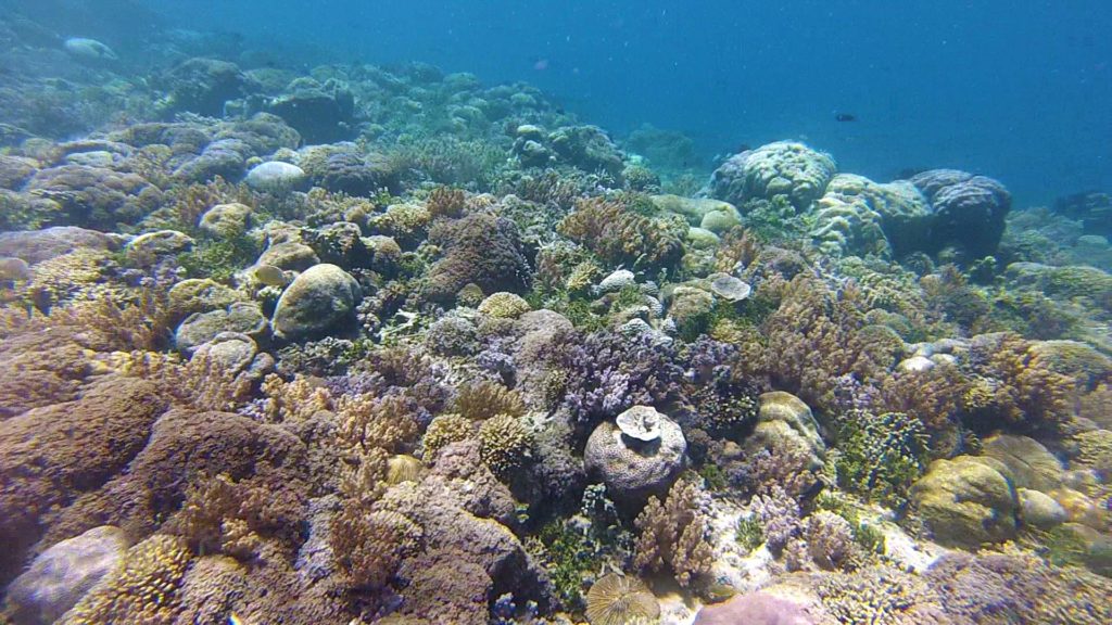 Bunte Korallen vor Gili Layar und Gili Rengit
