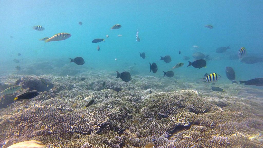 Colorful fish and corals off Gili Nanggu, Sekotong