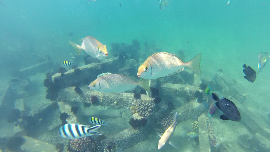 Colorful fish off Gili Nanggu