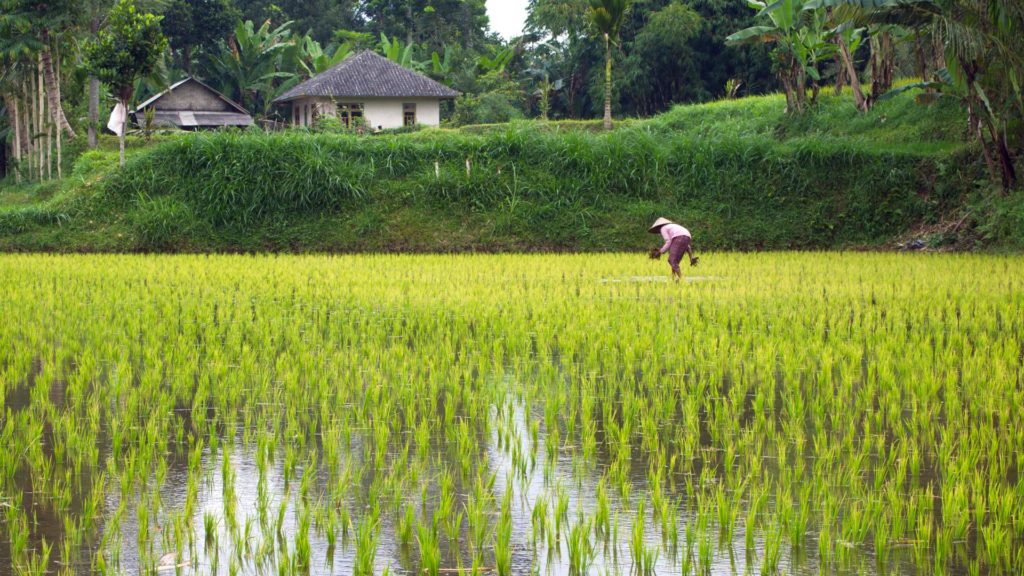 Reisfeld in Tetebatu, Lombok