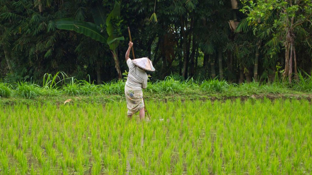 Rice farmer in Tetebatu, Lombok