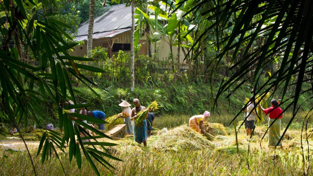 Rice farmer in Tetebatu