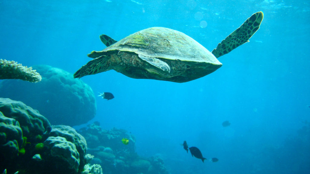 Schildkröte im Great Barrier Reef, Australien