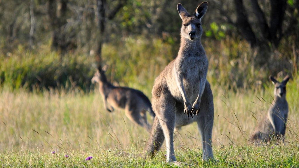 Einige Kängurus in Down Under