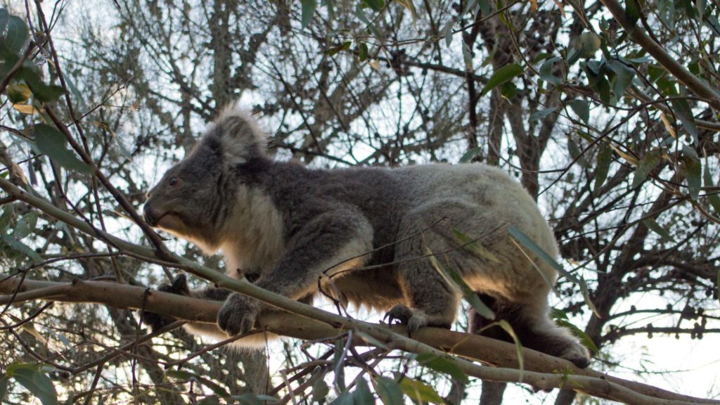 Einer der frei lebenden Koalas am Kennett River, Great Ocean Road, Australien