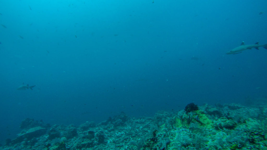 Tauchen bei Labuhan Bajo, Flores