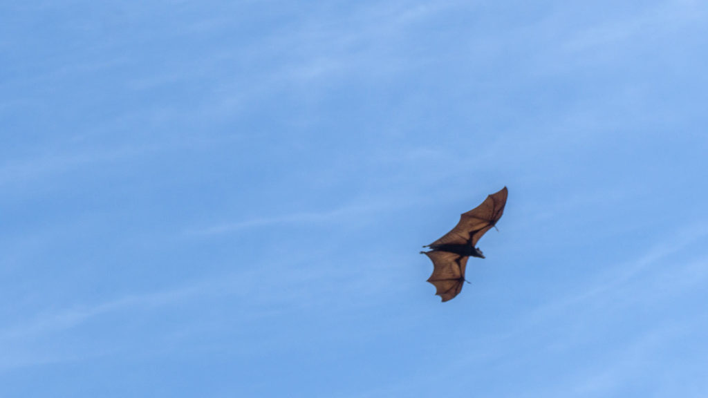 A flying flying fox at the 17 Islands, Flores
