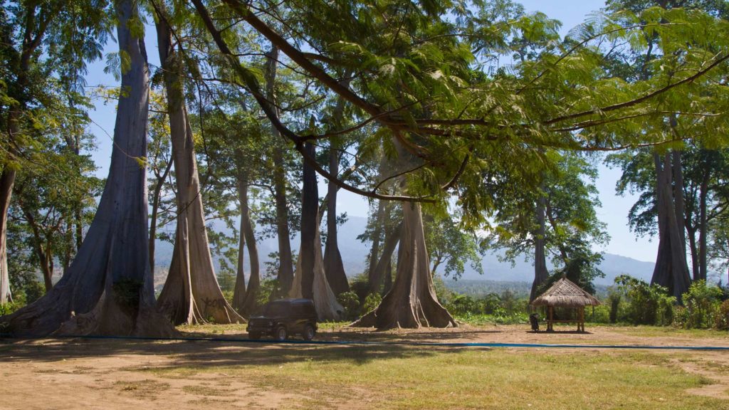 Giant Tree Forest im Osten Lomboks