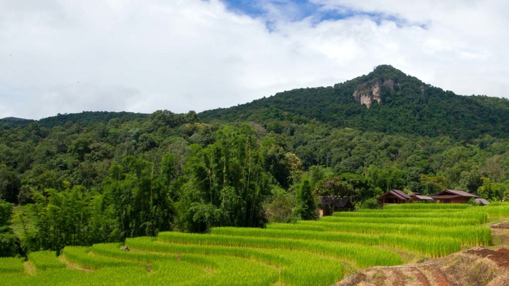 Eines der vielen Reisfelder im Doi Inthanon Nationalpark, Thailand