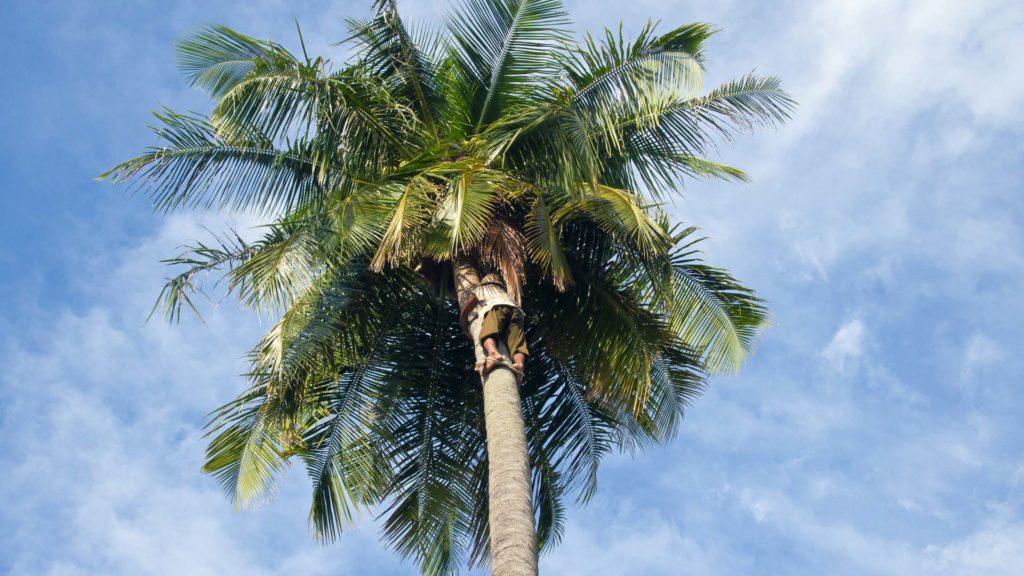 Old man harvesting coconuts on Koh Mook