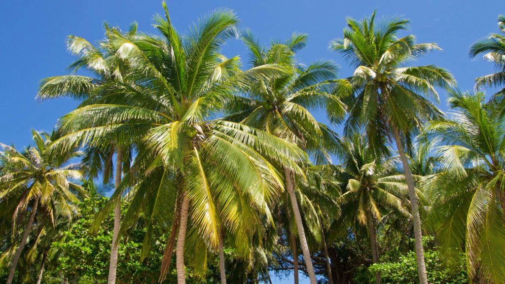 Tropical palm trees on Fingernail Island, Phu Quoc