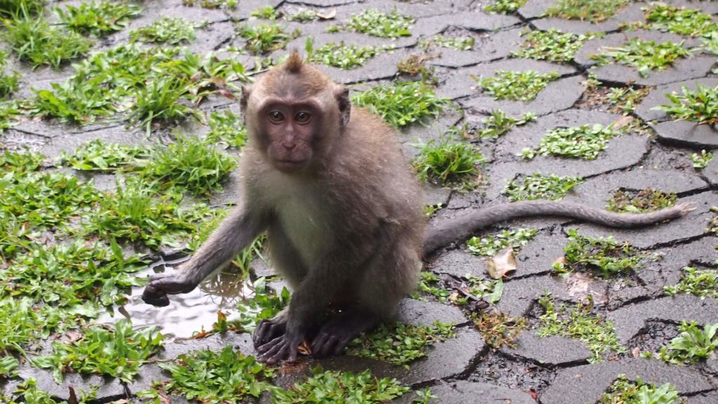 Monkey in the Monkey Forest in Ubud