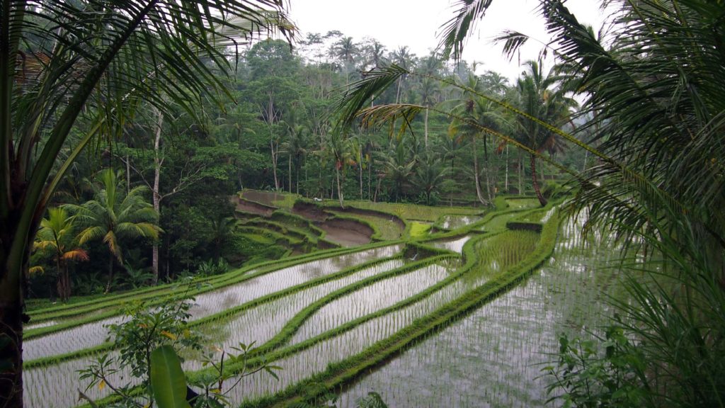Rice terraces at Gunung Kawi Temple in Bali