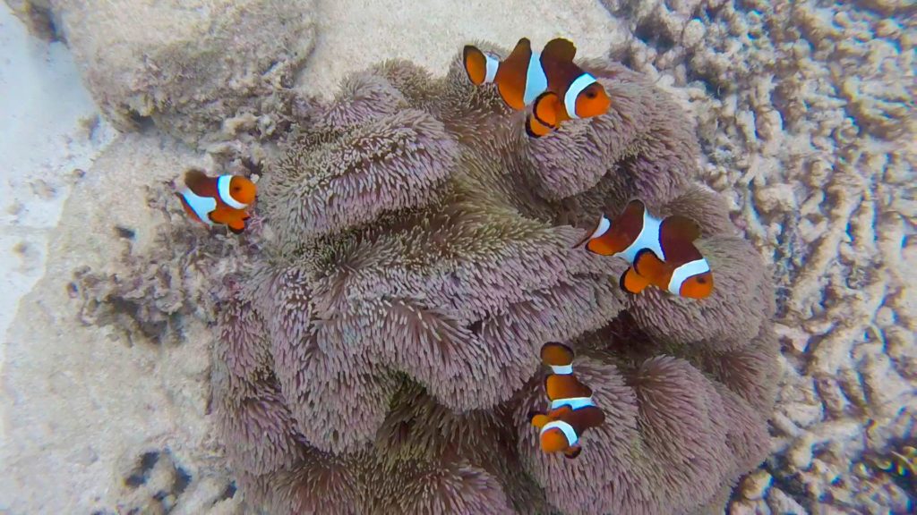 Nemos (Clownfish) off Perhentian Besar
