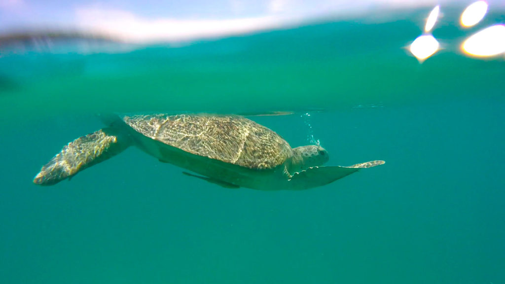 Water turtle off Perhentian Besar