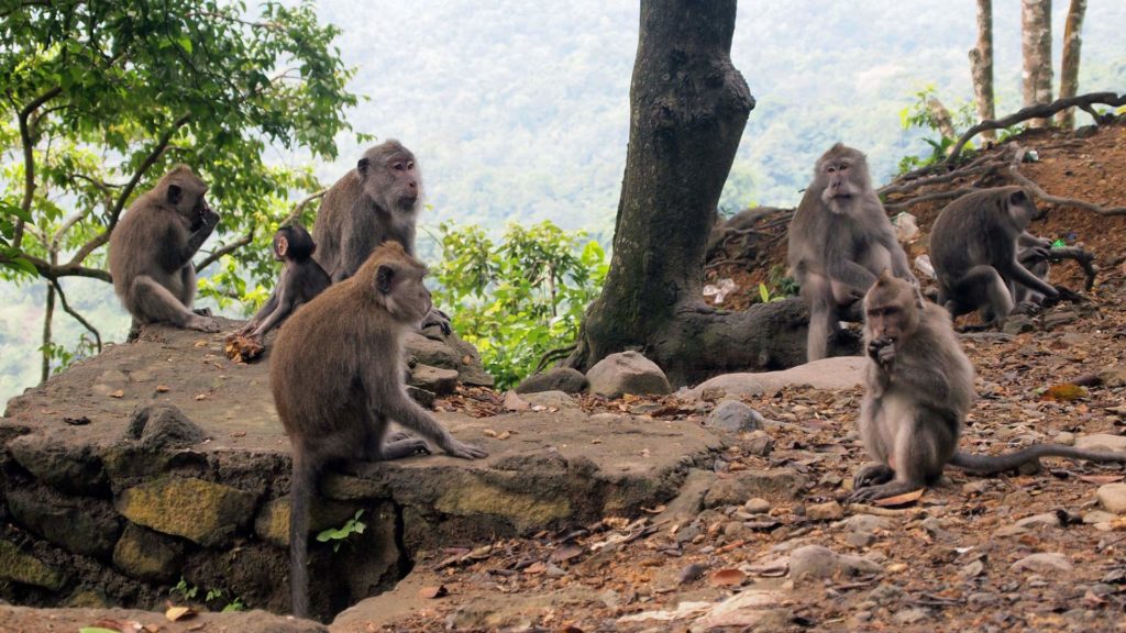 Monkey Forest, Lombok, Indonesien