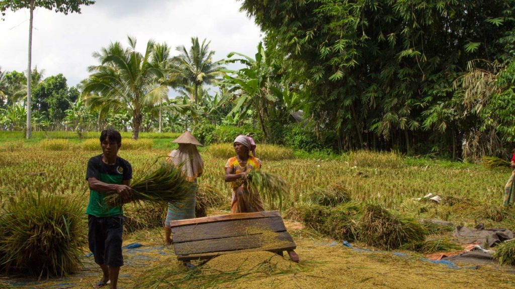 Rice harvest in Tetebatu, East Lombok