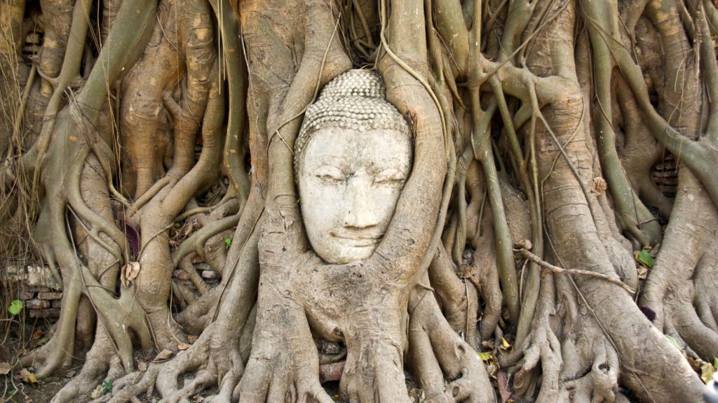 Buddha head in the tree, Ayutthaya